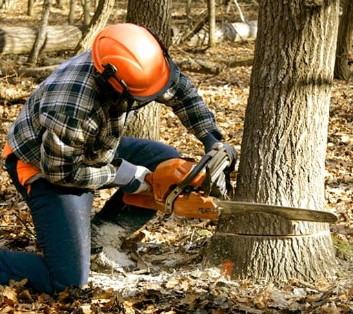 Tree Removal in Providence Forge, VA
